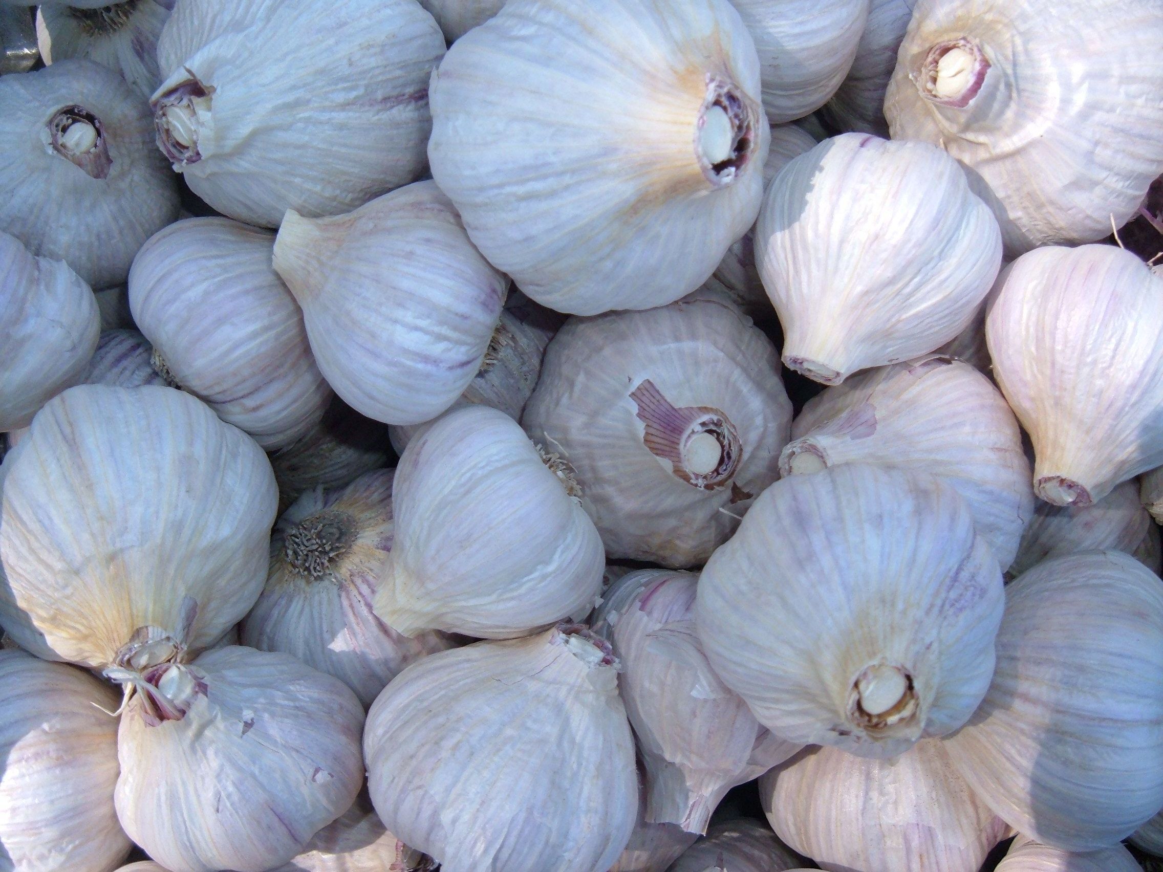 Chesnok Red Garlic /2023 HARVEST / Fresh Garlic / Pure White Garlic /