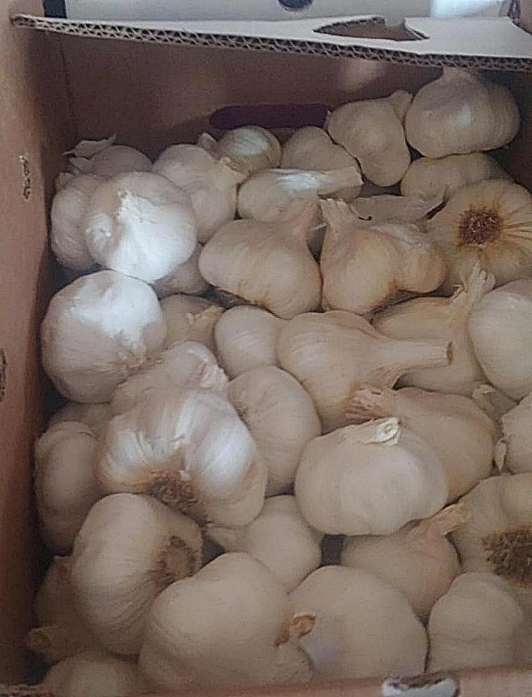 Fresh natural white garlic/ 2023 Harvest/ Top quality garlic/