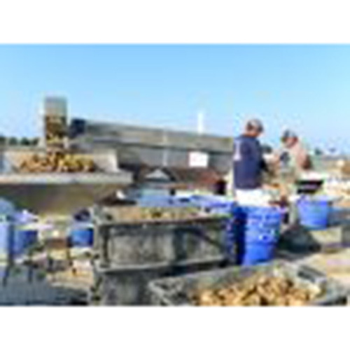 Oyster Tumbler and Conveyor