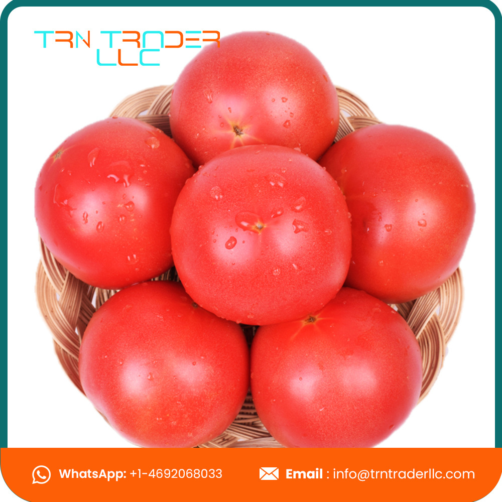 Delicious High Quality Organic Cultivation Type Fresh Tomatoes