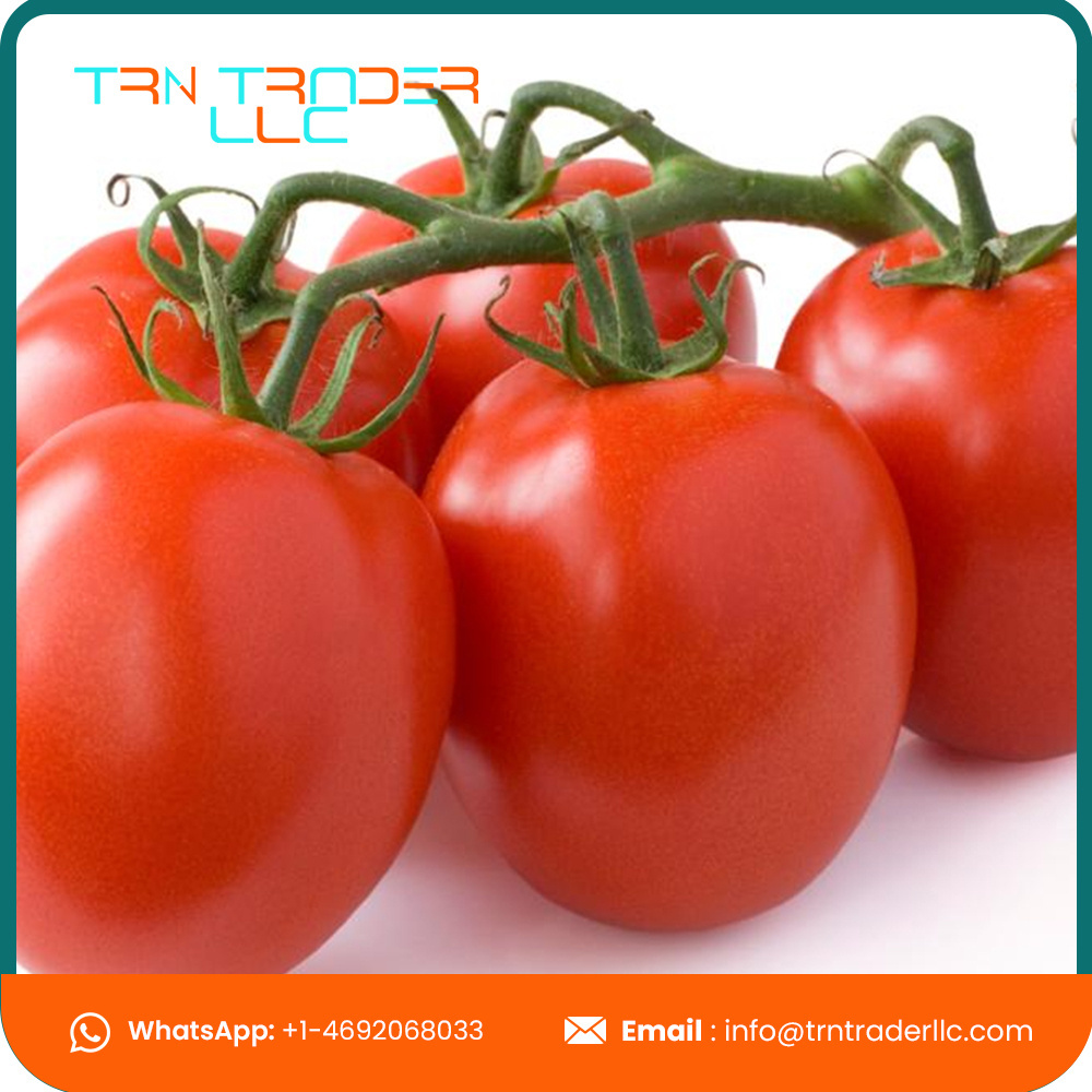 Delicious High Quality Organic Cultivation Type Fresh Tomatoes