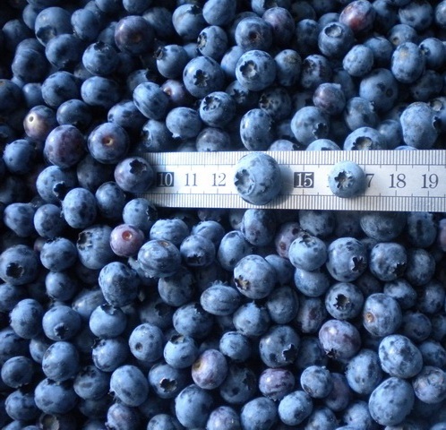 Organic Wild IQF Frozen Cultivated Blueberry