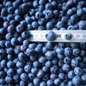 Organic Wild IQF Frozen Cultivated Blueberry