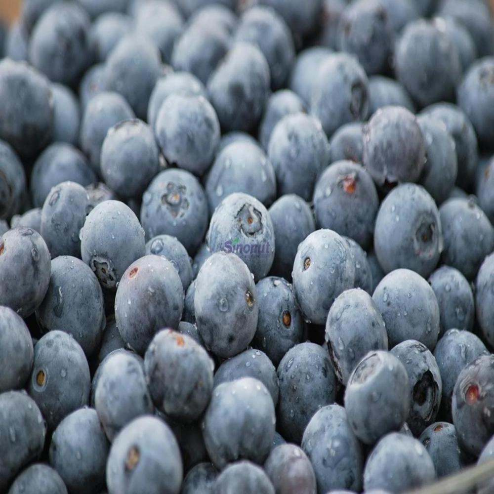 Organic Wild IQF Frozen Cultivated Blueberry