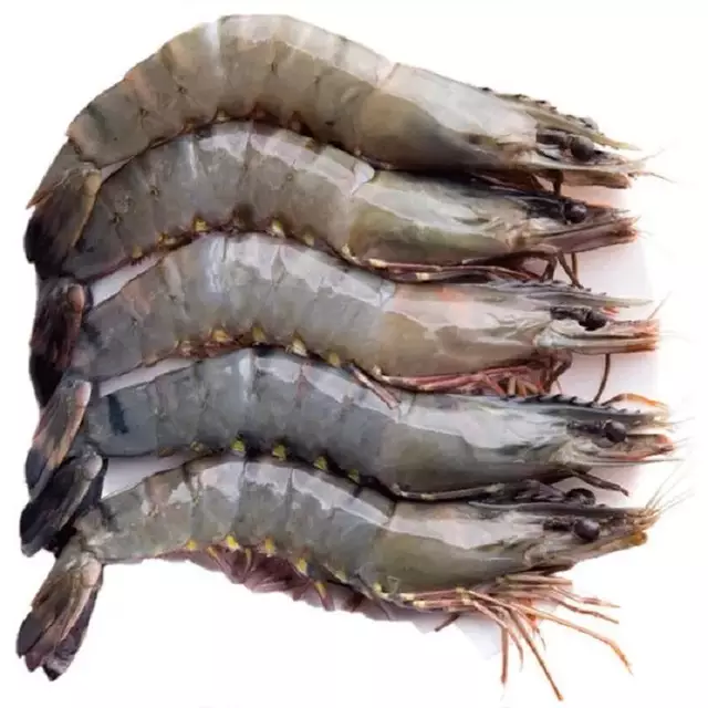 Good quality hot selling Frozen Vannamei Shrimp