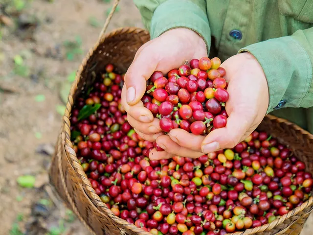 High Quality Roasted Robusta Coffee Beans From Vietnam