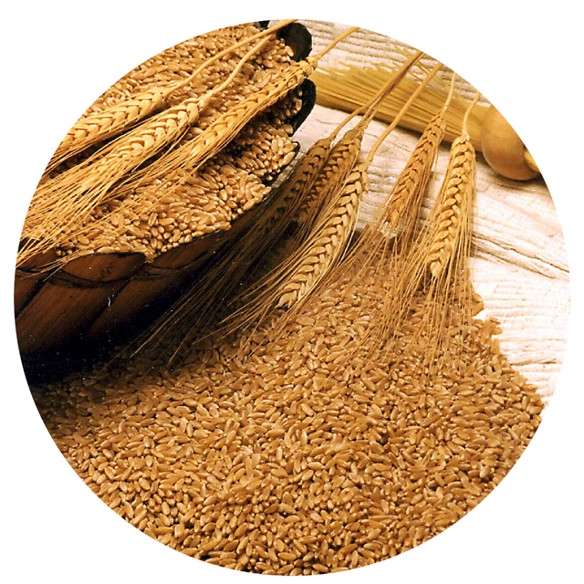 BEST PRICE Rice Wheat Bran powder/ 100% Pure Wheat Bran Rice Powder / Wheat Bran Powder Animal Feed