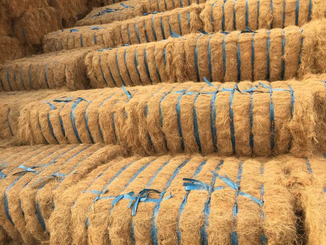 Coconut Fiber Buyer Dewatering Coco Peat Brick Growing Plant Price For Sale