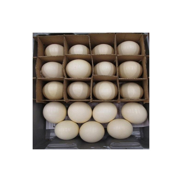 Hot selling Ostrich Eggs, Chicken Eggs