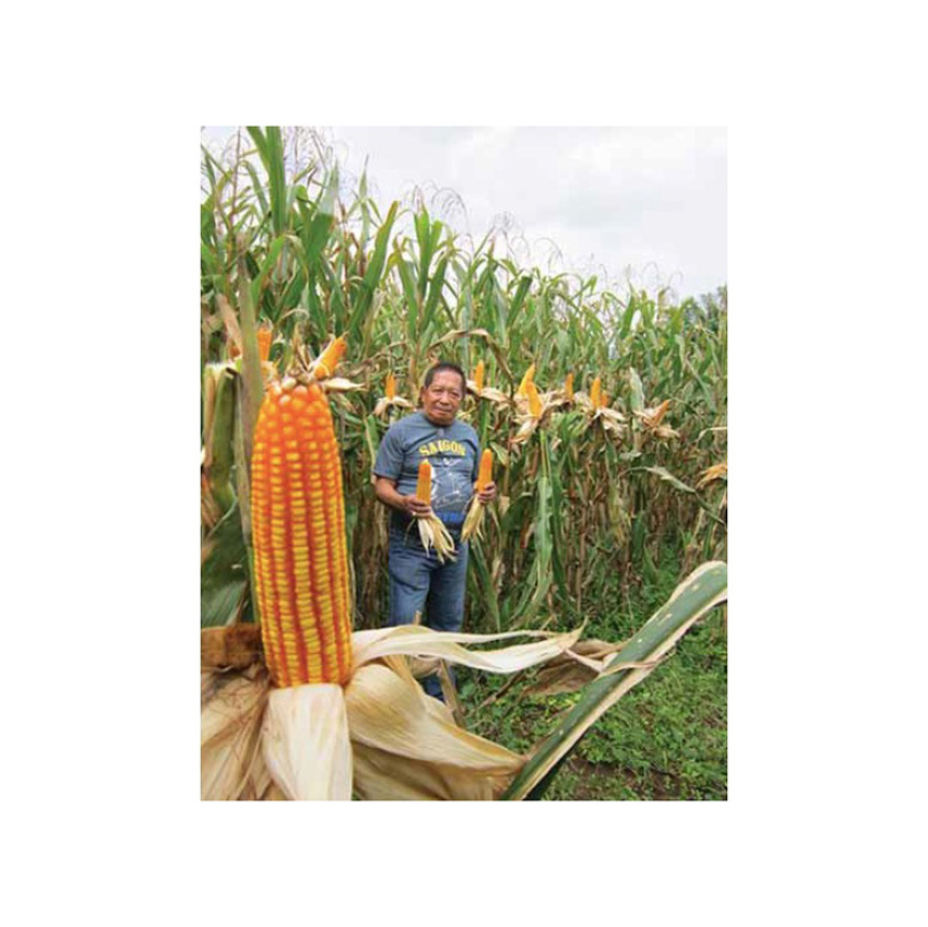 New Crop Canadian Sweet Corn Yellow Corn At Very Good Rates