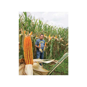 New Crop Canadian Sweet Corn Yellow Corn At Very Good Rates