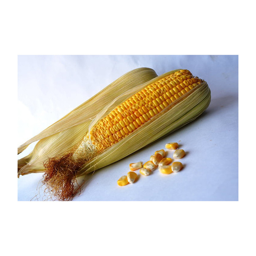 New Crop Canadian Sweet Corn Yellow Corn At Very Good Rates