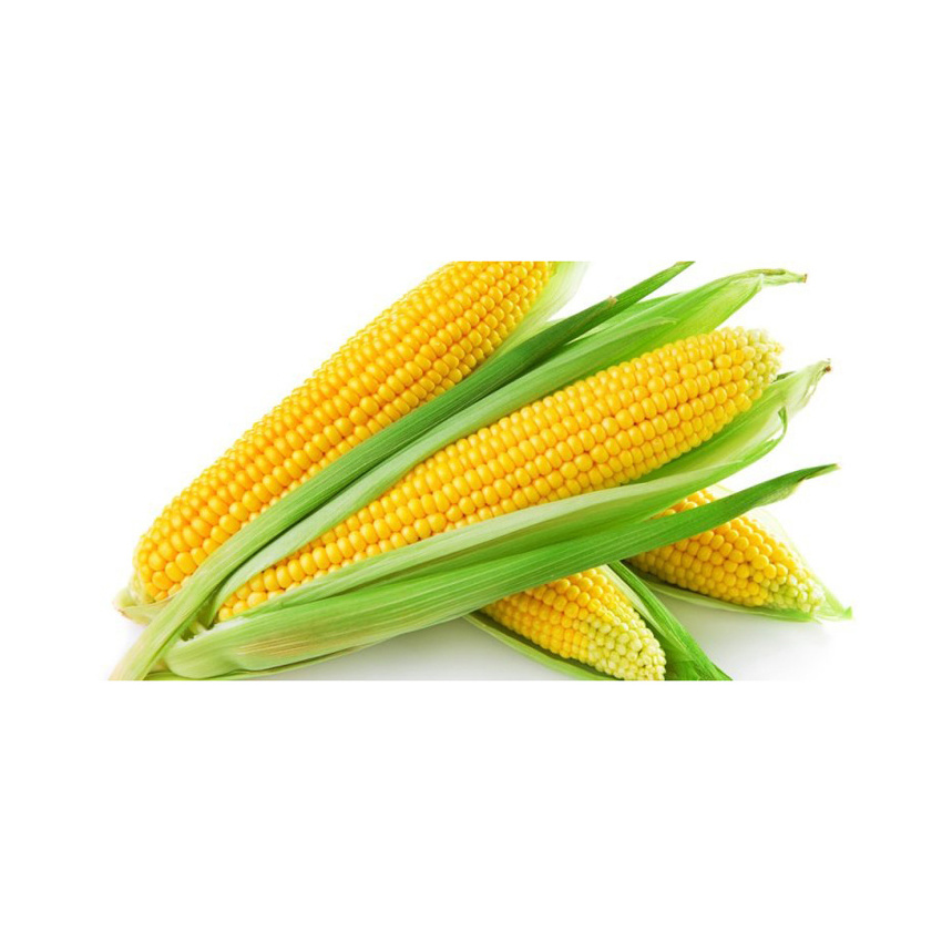 New Crop Canadian Sweet Corn Yellow Corn At Very Good Rates