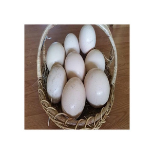 Hot selling Ostrich Eggs, Chicken Eggs