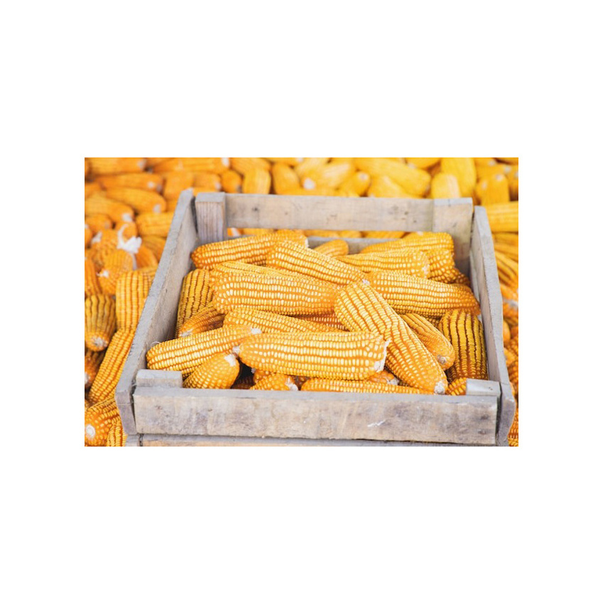 New Crop Canadian Sweet Corn Yellow Corn At Very Good Rates