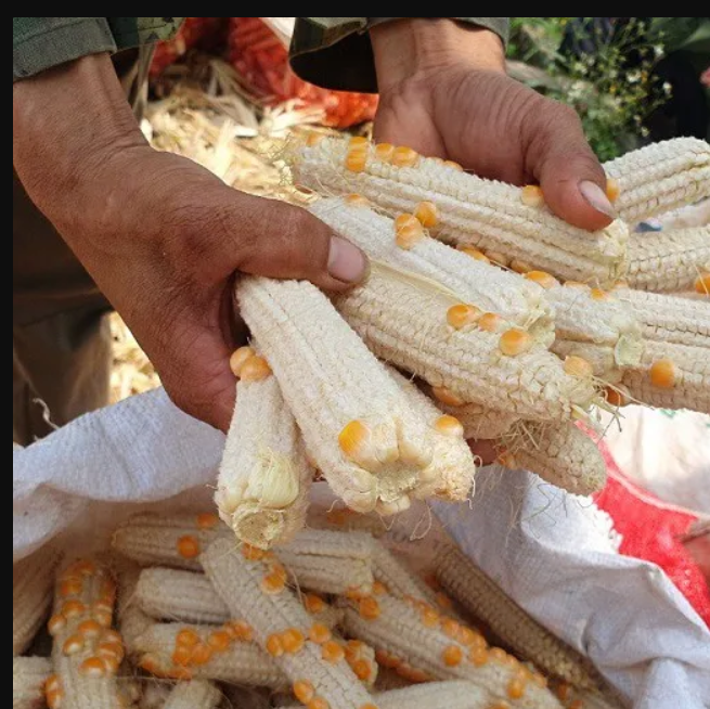 USA Supplier wholesale Corn Cob Meal Corn Cob for Mushroom For Animal Feed Dried Corn Cob Low Price