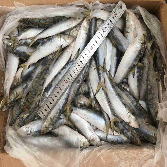 Hot Sale 30-80g Hot Selling Frozen Seafood Sardine Fish Product For Canned Food