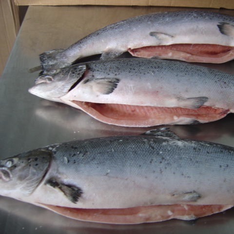 Norwegian Atlantic Wholesale Fillet Whole Round Fresh Frozen Fish Pink Salmon From USA