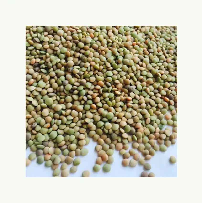 Hot Sale Price Canadian Whole Green Lentils Dry Organic Green Lentils From Canadian Supplier