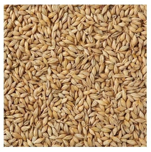 High Quality Barley Grains For Malt | Barley For Animal Feed Available For Sale At Low Price