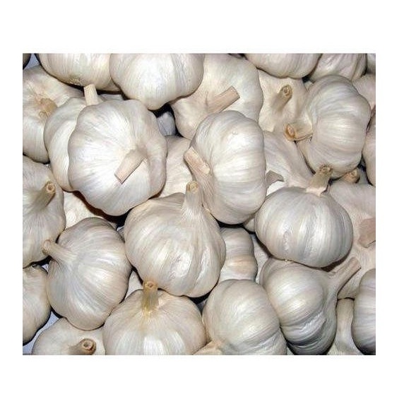 100% Natural Quality Fresh White Garlic Fresh Vegetable Bulk Garlics For Sale