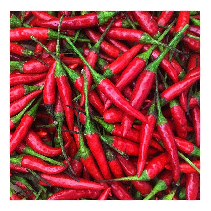 Hot Spicy wholesale price dry / Fresh hot red chili