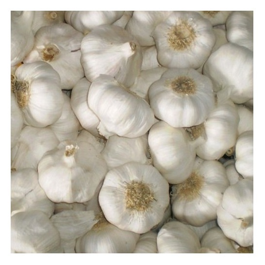 100% Natural Quality Fresh White Garlic Fresh Vegetable Bulk Garlics For Sale