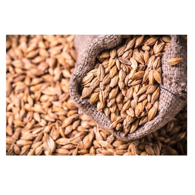 High Quality Barley Grains For Malt | Barley For Animal Feed Available For Sale At Low Price