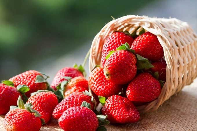 Factory price new frozen fresh fruit strawberry