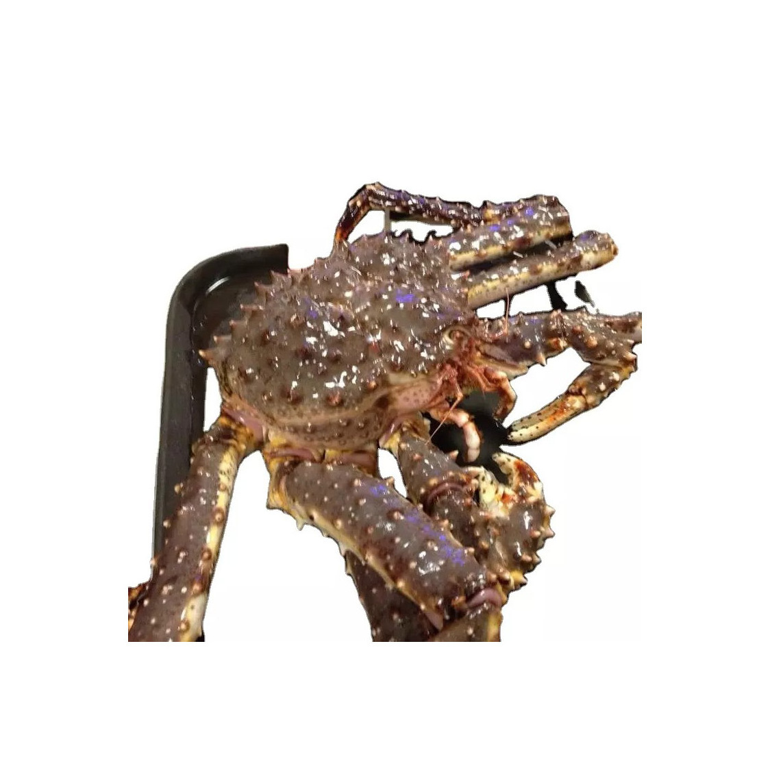 Top Quality Norwegian Frozen King Crab Supplier / Live King Crabs For Sale in Bulk Red Norwegian King Crab/Frozen King Crab