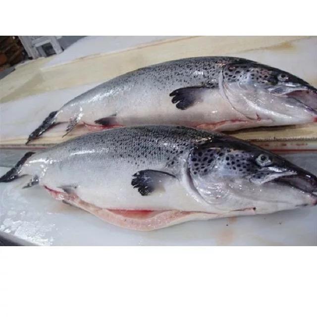 Bulk Wholesale Salmon Fish Fillet High Quality Nutritious Fresh Frozen Seafood Salmon Ready For Export Whole Round Atlantic Salm