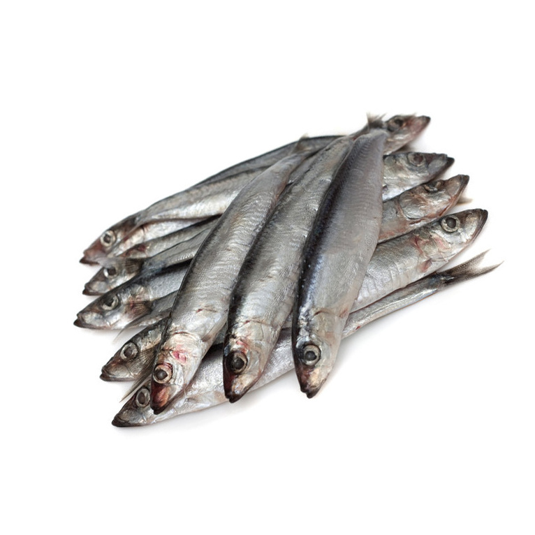 Good Quality Fresh, Live, Dried Frozen Whole Round  anchovy fish High quality soft delicious freeze small healthy anchovy dried