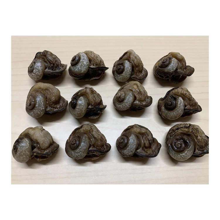 Cheap price Dried African Giant Snails/Processed Dried Snails for sale Dried and Smoked Snails/ Frozen Snails African