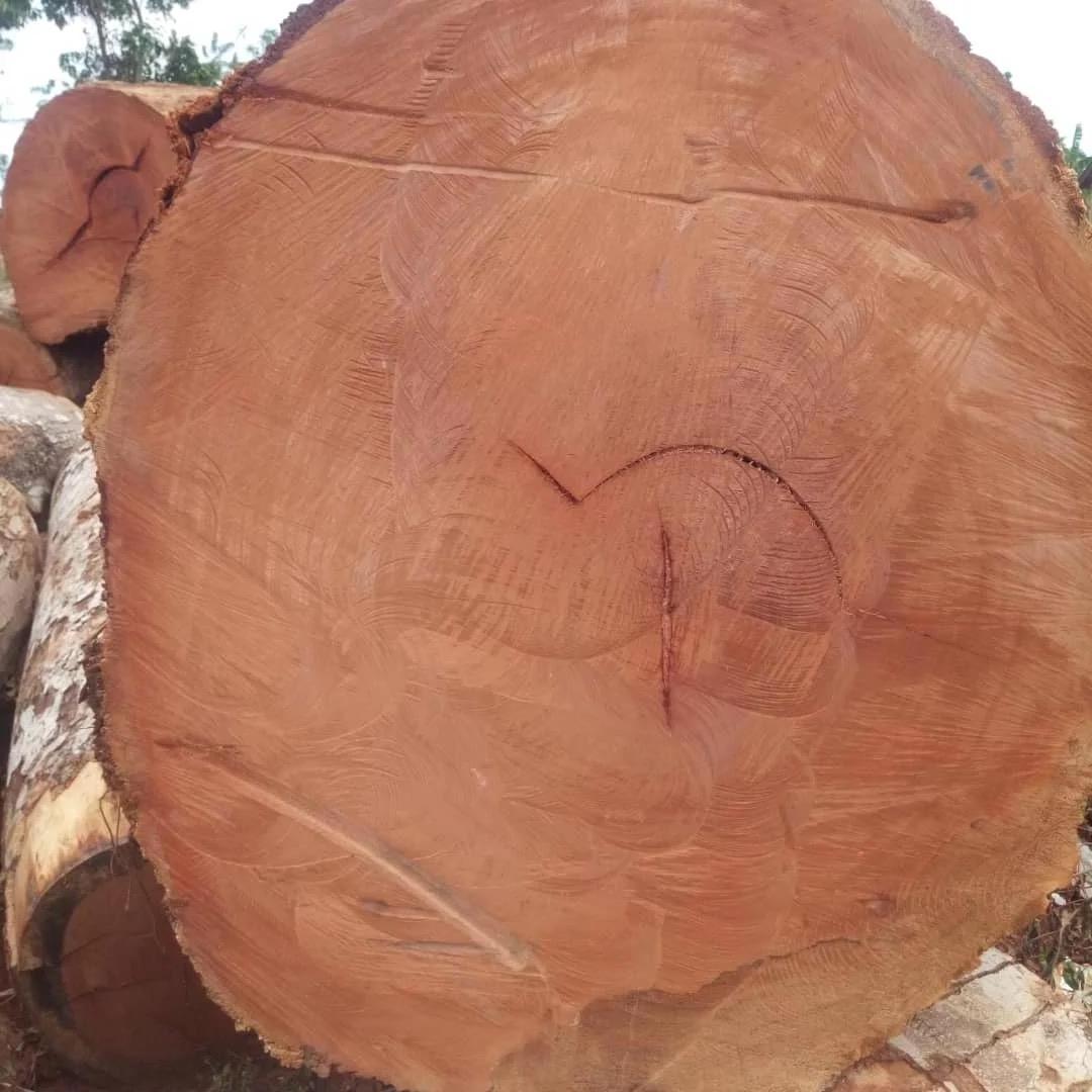 Top Quality Red Oak Log Timber Bulk Quality Red Oak Logs Timber Sawlogs Wood Red Oak Round Logs For Sale Best Grade Natural Euca