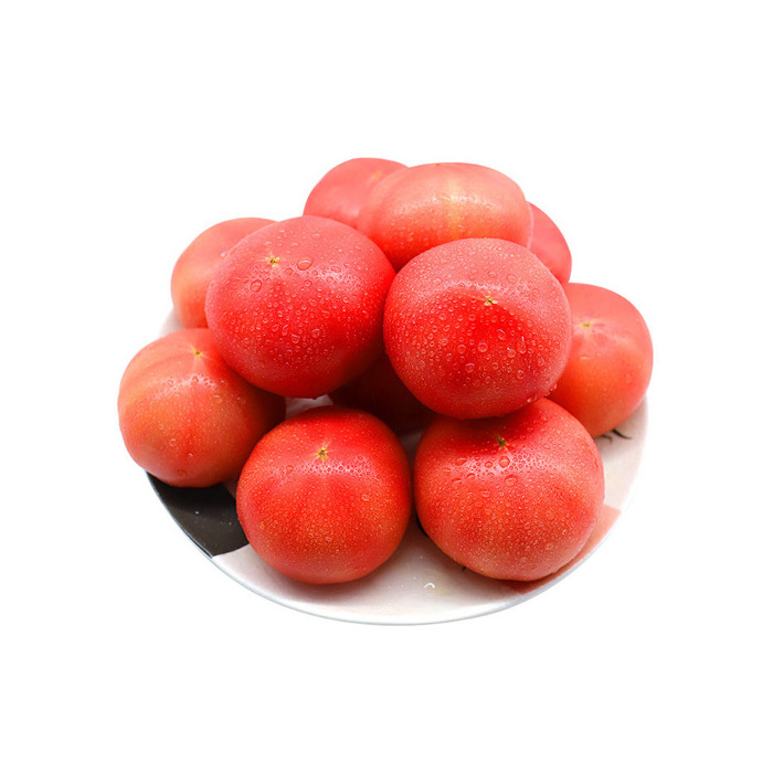 New Arrival Highest Quality Organic Fresh Red Tomatoes from Trusted Global Manufacturer and Exporter Fresh Tomatoes Wholesale Su