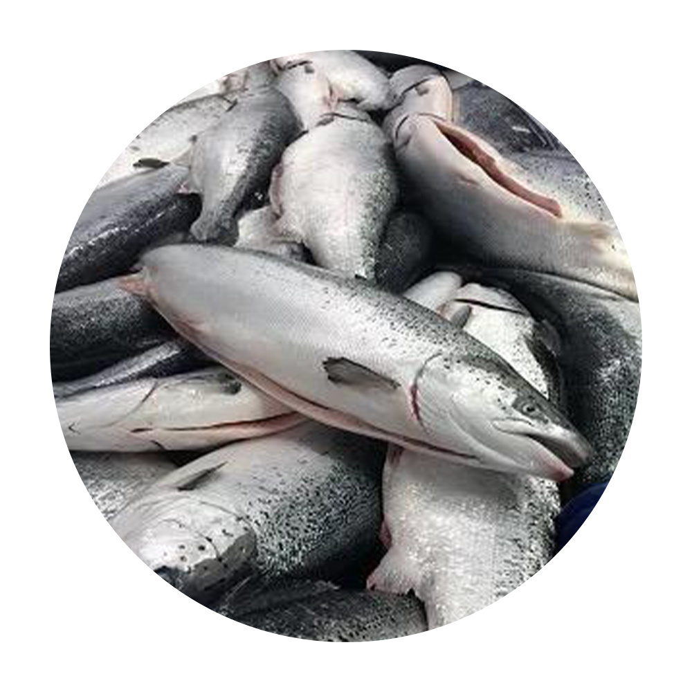 Bulk Wholesale Salmon Fish Fillet High Quality Nutritious Fresh Frozen Seafood Salmon Ready For Export Whole Round Atlantic Salm