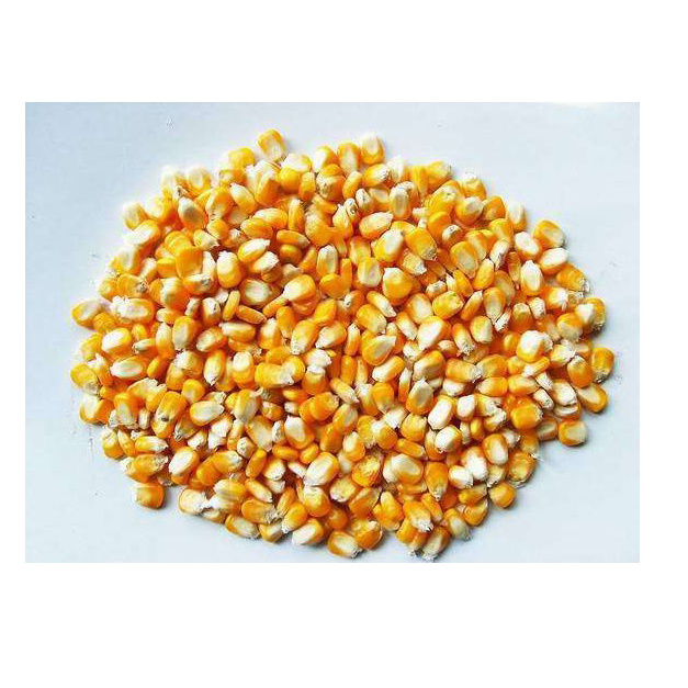 Wholesale Price Yellow Corn For Human Consumption And Animal Feed Yellow Sweet Corn Dry Maize For Sale Best Quality Dried Style