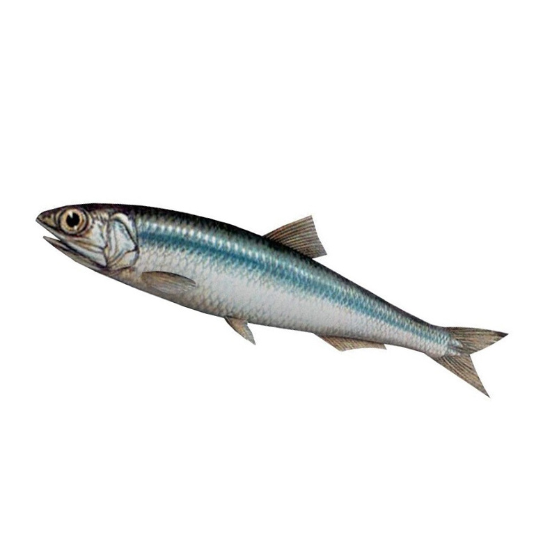 Good Quality Fresh, Live, Dried Frozen Whole Round  anchovy fish High quality soft delicious freeze small healthy anchovy dried