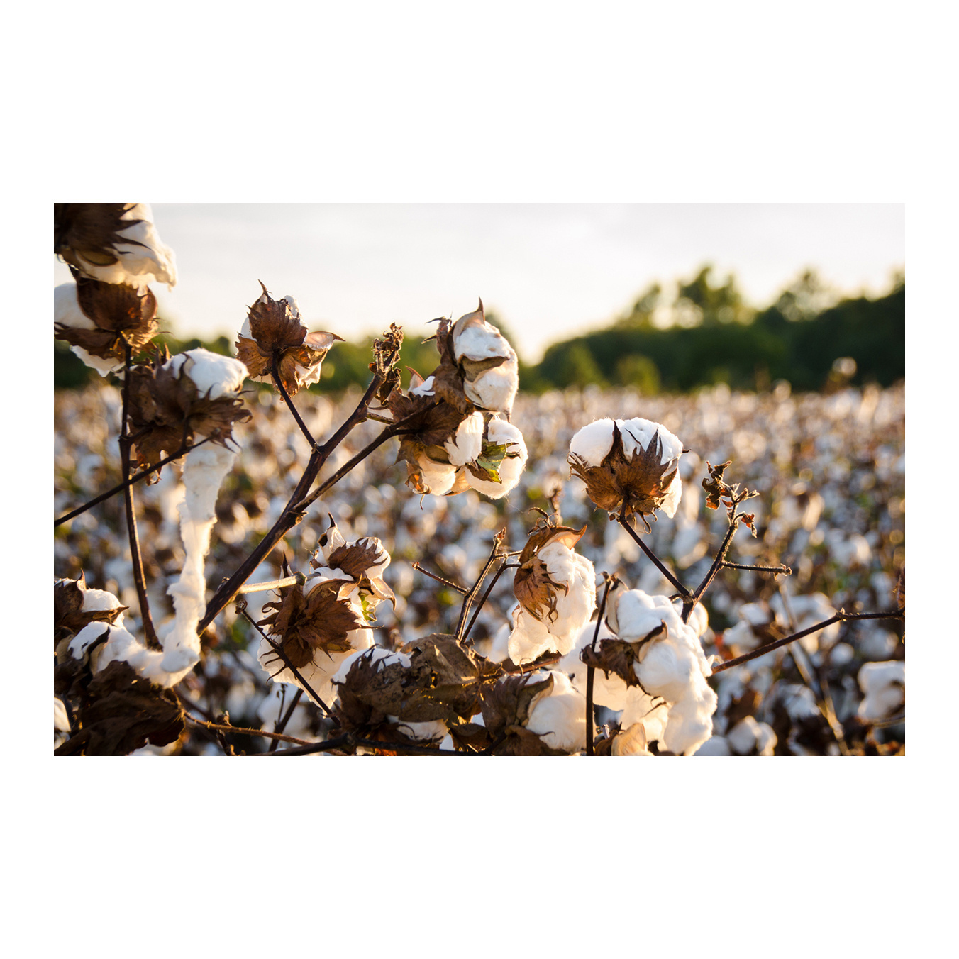 Semillas de algodon Premium Grade Cotton Seeds at wholesale & retails dried cotton seeds for sale in good price