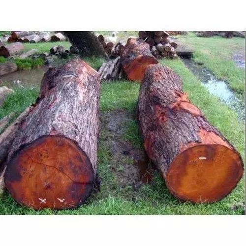 Top Quality Red Oak Log Timber Bulk Quality Red Oak Logs Timber Sawlogs Wood Red Oak Round Logs For Sale Best Grade Natural Euca