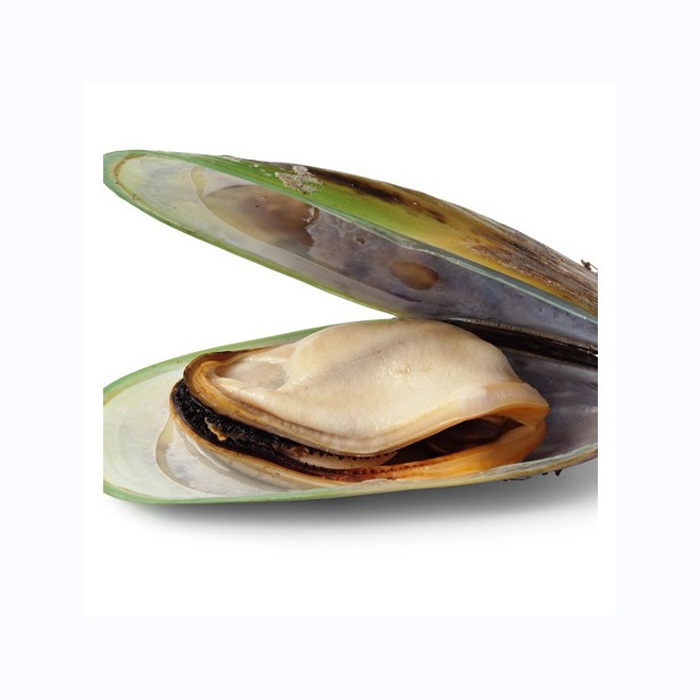 seafood shellfish frozen half shell mussel Frozen half mussels blue mussel shells with meat high quality  Bulk Quality Frozen Sh