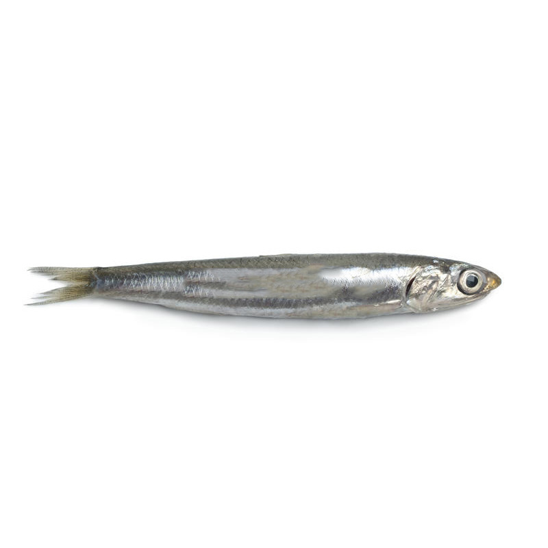 Good Quality Fresh, Live, Dried Frozen Whole Round  anchovy fish High quality soft delicious freeze small healthy anchovy dried