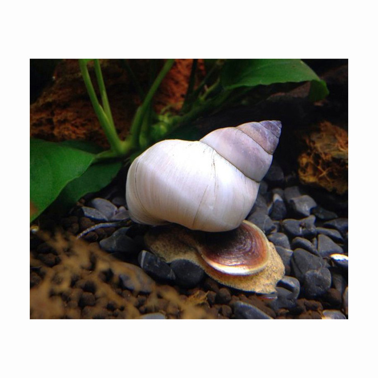 Caracol tigre vivo y congelado seafood export frozen live frozen tiger snail blue mussel meat for sale seafood