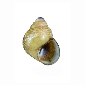 Best Frozen Tiger Snails, Dried African Giant Land Snails Meat frozen fresh live frozen tiger snail for wholesale