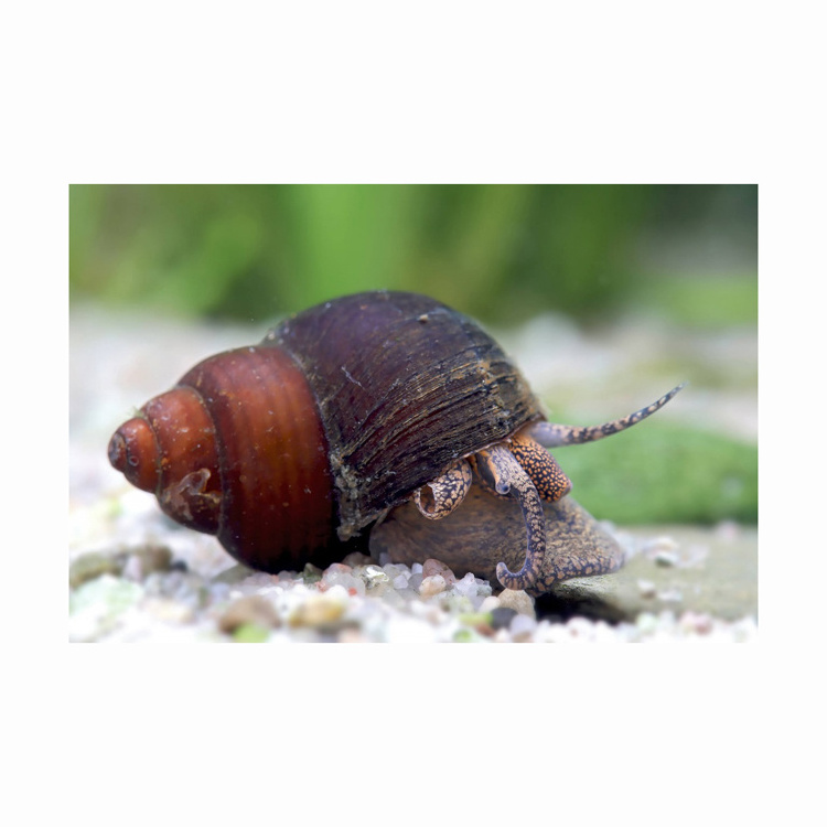 Best Frozen Tiger Snails, Dried African Giant Land Snails Meat frozen fresh live frozen tiger snail for wholesale