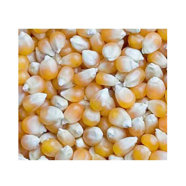 Wholesale Price Yellow Corn For Human Consumption And Animal Feed Yellow Sweet Corn Dry Maize For Sale Best Quality Dried Style