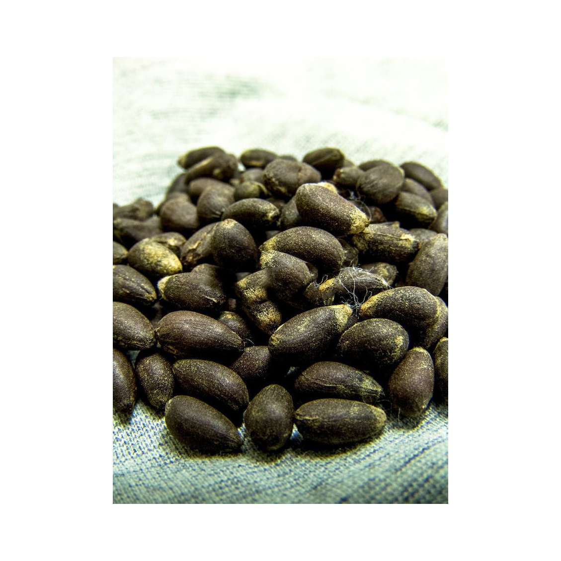 Semilla de algodon organico Premium Grade Cotton Seeds at wholesale & retails dried cotton seeds