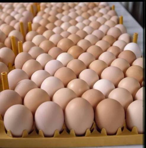 Cheap Farm Fresh White Shell Chicken Eggs Table Organic Fresh Chicken Table Eggs Fertilized Hatching Eggs