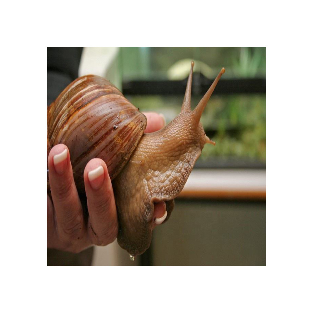 Giant African Land Snails for sale High Quality Edible Snails Frozen Dried Fresh Snails