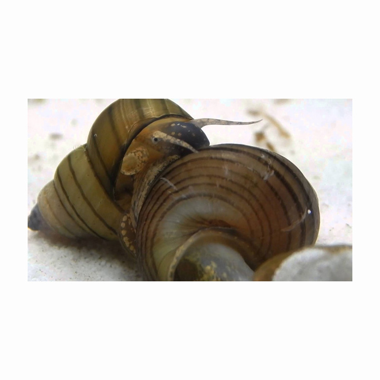 Seafood export frozen live frozen tiger snail blue mussel meat for sale